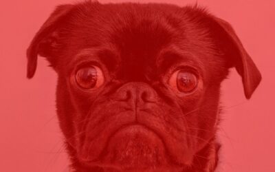 What Do You Need for Your Pet To Enter Spain?