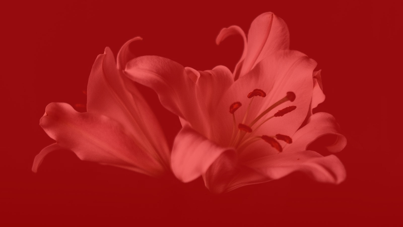 Grieving and Funeral Planning Grieving and Funeral Planning